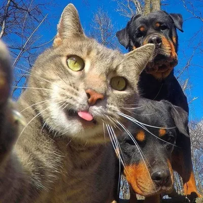 К черту твои селфи!: 22 фото о том, как коты не любят фоткаться