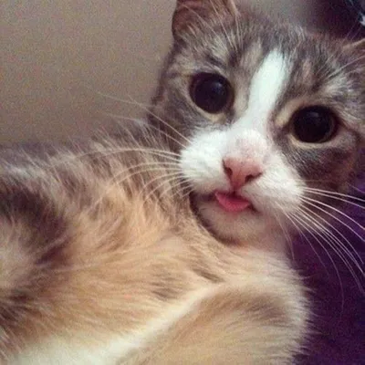 В Интернете популярным становится кот, который любит селфі — Курьезы