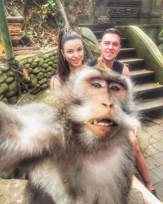 i SEENT it - Monkey Selfie 🐒🤳 | Facebook