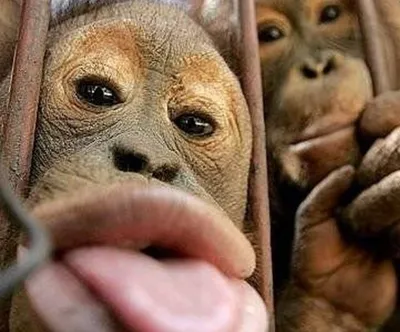 Famous selfies of the animal kingdom