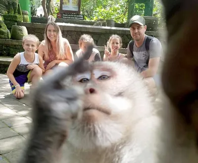 Picture of a Monkey Taking a Selfie Stock Photo - Image of taking, monkey:  261675426
