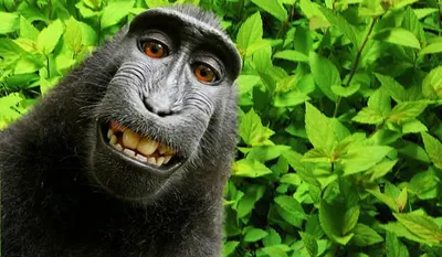 Photographer continues fight over monkey selfie