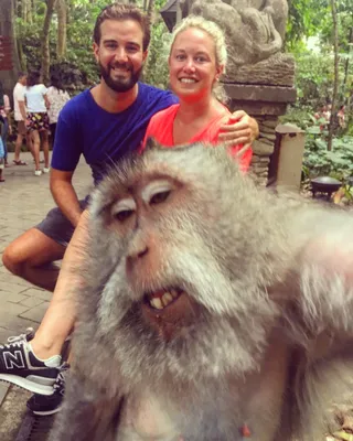 Новый балийский тренд отпускной фотографии!!! Селфи обезьянки! - Балифорум