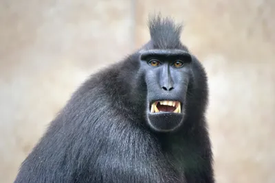 Primate monkeys around with student's phone, takes selfies | The Asahi  Shimbun: Breaking News, Japan News and Analysis