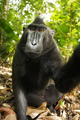 PETA suit claims monkey holds copyright to selfie | CNN