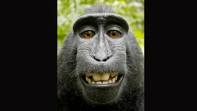 So who does own the copyright on a monkey selfie?