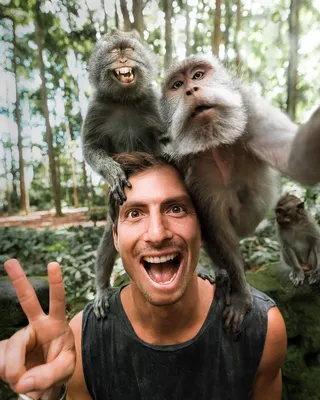 File:Monkey selfie with a stroopwafel.jpg - Wikimedia Commons
