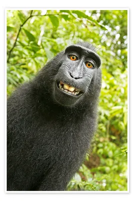 Portrait Wild Monkey Selfie Monkey Macaque Looks Camera Wild Primates Stock  Photo by ©sotnikov_mikhail@mail.ru 287529392