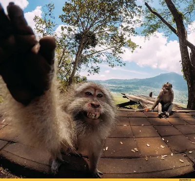 A monkey selfie copyright case returns to the spotlight - CNET