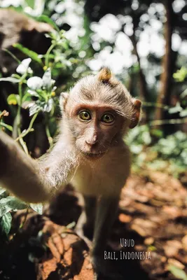 GoPro on X: \"Photo of the Day! GoPro selfie... Balinese monkey style.  #GoPro #Animals http://t.co/OjJcQV8Pj3\" / X
