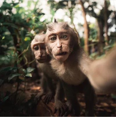 Photographer, Wikipedia in copyright fight over viral 'monkey selfie'  picture – New York Daily News