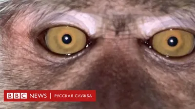 Обезьянке Наруто отказали в правах на собственное селфи - 12.09.2017,  Sputnik Казахстан