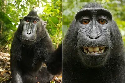 Monkey Selfie II print by David Slater | Posterlounge