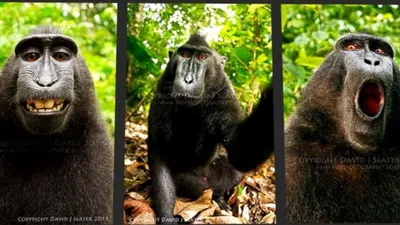 Monkey selfie 🐒 at Ubud in Bali, Indonesia. | Animals, Animal lover, Ubud