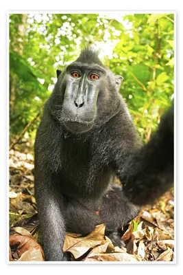Monkey business: macaque selfie can't be copyrighted, say US and UK |  Photography | The Guardian
