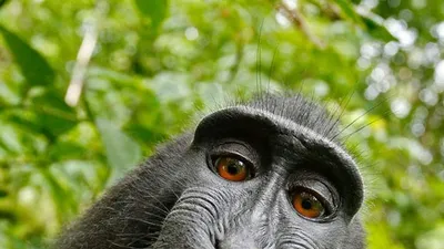 File:DIScott Monkey Selfie Wikimania 2014.JPG - Wikipedia