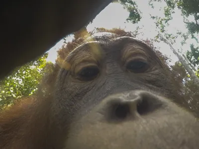 Monkey selfie copyright case for Naruto, the crested macaque, ends