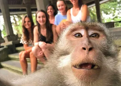 Monkey selfie smiling hi-res stock photography and images - Alamy