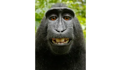 a monkey taking a selfie in the mirror with an iphone | Stable Diffusion |  OpenArt