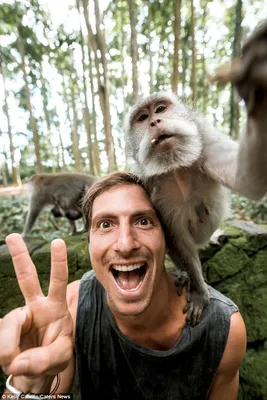 Мужчина из Малайзии нашел селфи обезьяны на потерянном телефоне | Latvijas  ziņas - Новости Латвии