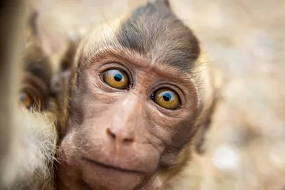 Федеральный судья США постановил, что обезьянам не могут принадлежать  авторские права на собственные селфи. | Пикабу