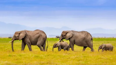 Статуэтка \"7 слонов на бивне\", длина - 24 см., KL-501. Купить в СПб:  8(812)9254063. У нас много интересных предложений.
