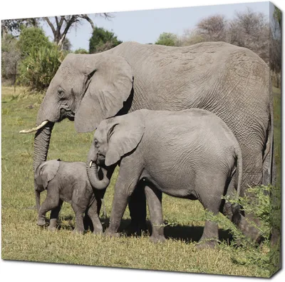 Семь слонов, мал мала меньше» — создано в Шедевруме