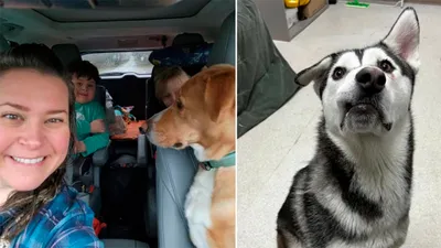Семья чудом воссоединилась с собакой, которая пропала 3 года назад