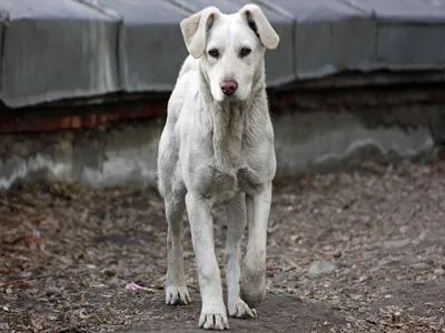 Семья проехала 4 тысячи км, чтобы спасти собаку с кривой улыбкой - Питомцы  Mail.ru