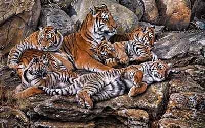 Семейство тигров фото фотографии