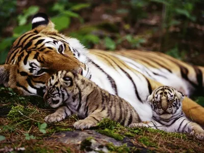 Фото Семейство тигров на природе