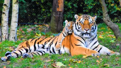 Семейство тигров на закате, берег …» — создано в Шедевруме