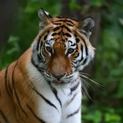 Увидеть настоящих тигров: удивительные фотографии | Семейство тигров Фото  №521436 скачать
