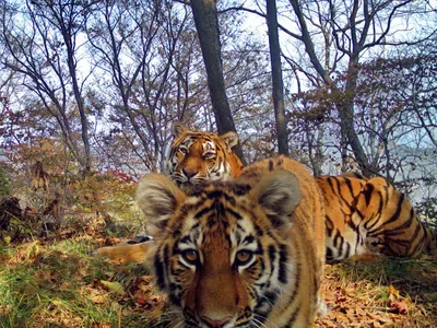 Телеканал из Кореи снимает фильм о тиграх в парке \"Земля леопарда\" - РИА  Новости, 09.02.2022
