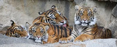 Семейство суматранских тигров отдыхают в пещере ArtWall
