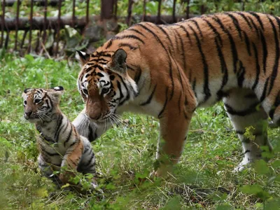 Семейство с пятью амурскими тигрятами впервые в мире попало на видео - РИА  Новости, 02.09.2022