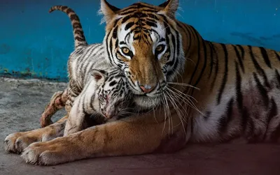 Семейство тигров 🐅» — создано в Шедевруме