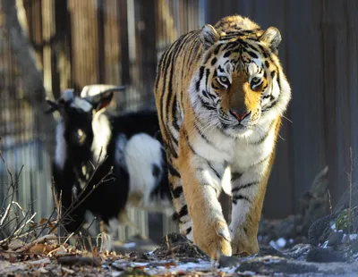 Символ года: пополнение тигриного семейства в зоопарках мира - фото -  18.12.2021, Sputnik Казахстан