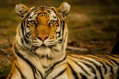 Тигр леопарду товарищ: получены новые данные о численности хищников на  юго-западе Приморья - Новости РГО