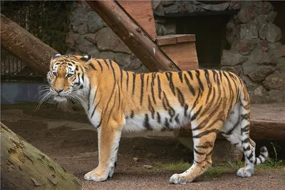 Тигр — Энциклопедия Руниверсалис
