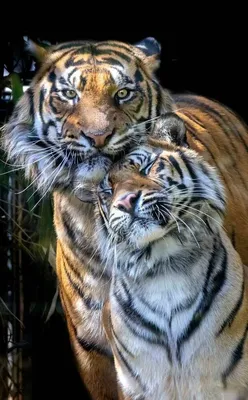 Красивые фотографии семейства тигров | Семейство тигров Фото №521433 скачать