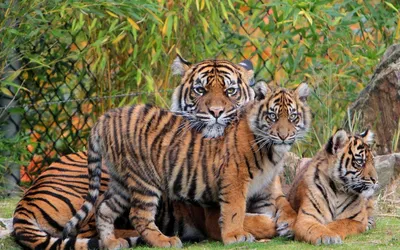 Семья тигров (59 фото) | Тигр, Тигрята, Мейн кун