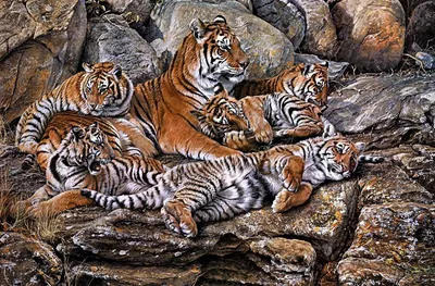 Семья тигров » Рыжие тигрята » Кошачья галерея » Magnus Felidae (Великие  Кошачьи) - красота и превосходство!