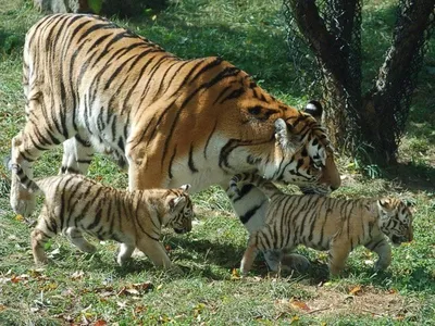 Семья амурских тигров, изображение в…» — создано в Шедевруме