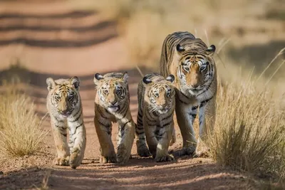 ᐉ Алмазная мозаика Семья тигров в дикой природе на подрамнике 40х50 см  (TN130)