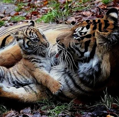 Фотообои Семья тигров u18516 купить в Украине | Интернет-магазин Walldeco.ua