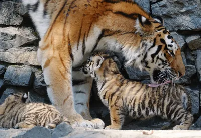 Рисунок семья тигров, мультяшно, мило» — создано в Шедевруме