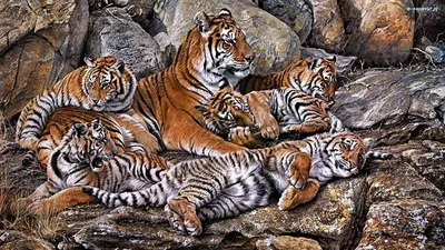 Семья Тигров — стоковые фотографии и другие картинки Бенгальский тигр -  Бенгальский тигр, Животные в дикой природе, Тигр - iStock