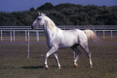 Серая лошадь фото 