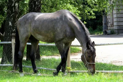 Серая лошадь: описание и фото серых лошадей - Кінний портал України